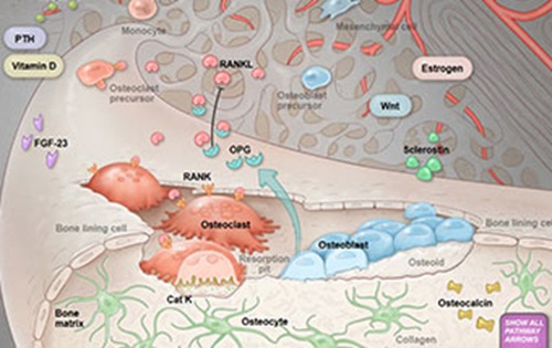 pathways-in-osteoporosis